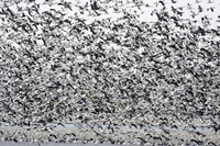 Snow Geese 6386